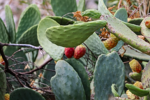 Fico d'India. cactus commestibile