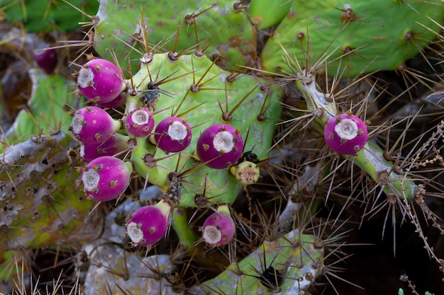 Fico d'India con fiori viola e foglie verdi.