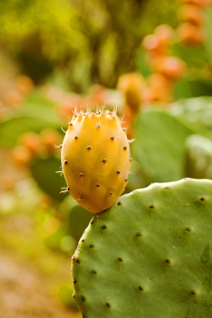 Fico d&#39;India su cactus