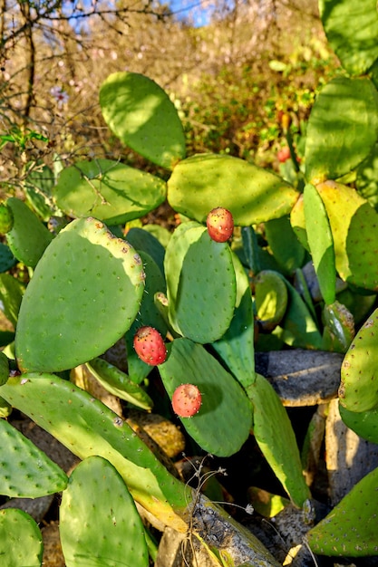 Fico d'india verde che cresce in un'area selvaggia con fogliame verde lussureggiante in un parco nazionale appartato Alberi e cespugli vibranti e succulenti di opuntia in un'area remota e incontaminata durante l'estate