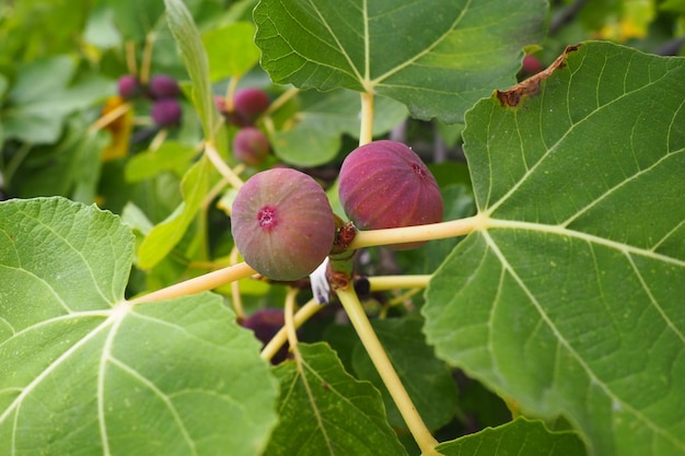 Fico o fico o fico comune Ficus carica è una pianta decidua subtropicale del genere Ficus della famiglia Mulberry Fichi su un ramo Piante da giardino Fico rosso verde maturo in un giardino o in una fattoria