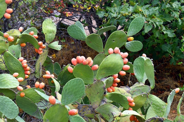 Fico Opuntia Opuntia ficusindica con frutti