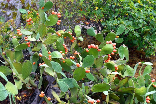 Fico Opuntia Opuntia ficusindica con frutti