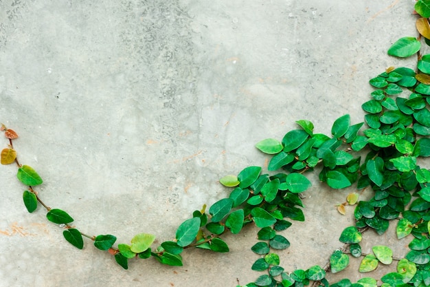 Fico rampicante, Ivy. Albero rampicante sul muro