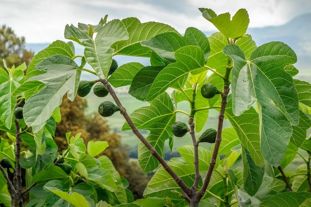 Fico sano che cresce in Toscana Italia