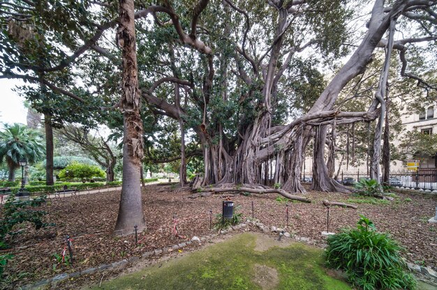 Fico secolare a Palermo nel giardino di Piazza Marina