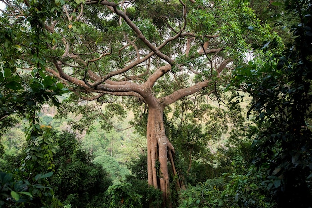 Fico tropicale sempreverde di una riserva naturale