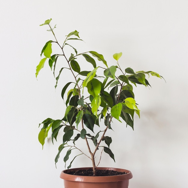 Ficus Benjamin Pianta in vaso di ceramica su sfondo bianco