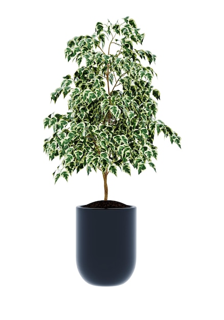 Ficus benjamina isolato su sfondo