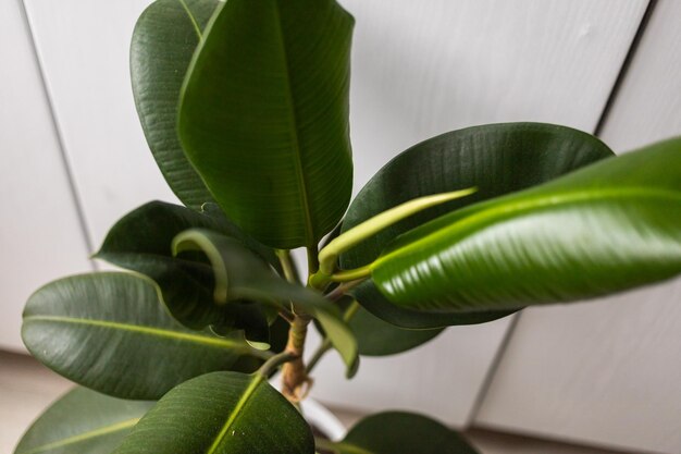 Ficus con grandi foglie si trova nella stanza