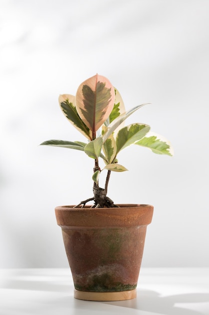 Ficus elastica o pianta di gomma indiana in vaso di argilla