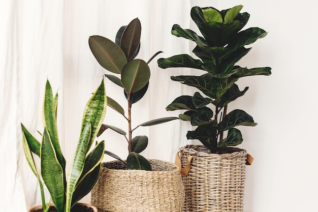 Ficus Fiddle foglia fico serpente sansevieria piante in vaso su sfondo bianco soleggiato Piante d'appartamento Piante in una moderna sala interna Giardinaggio a casa