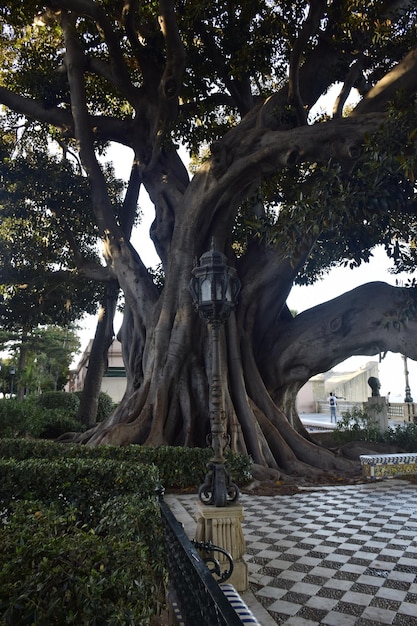 Ficus giganti ad Alameda de Apodaca un parco pubblico e un esempio dello stile eclettico del regionalismo a Cadice e una panchina decorata con piastrelle di ceramica di Siviglia Andalusia Spagna