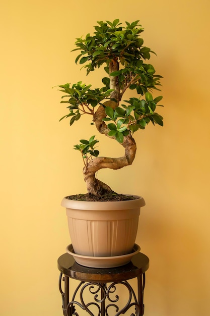 Ficus Ginseng Bonsai in vaso di plastica Ficus microphylla Ginseng Pianta domestica