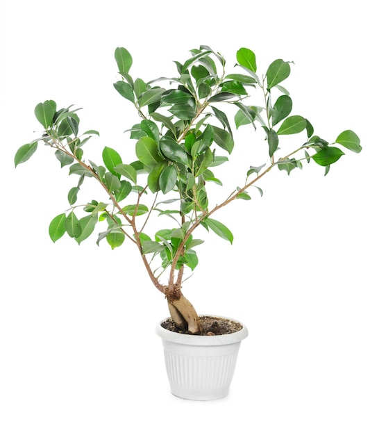 Ficus ginseng in vaso isolato su sfondo bianco