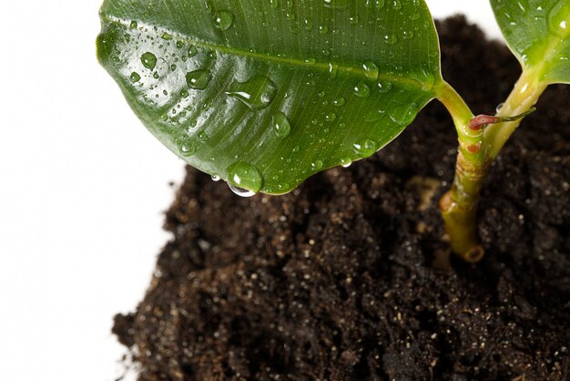 Ficus giovane o pianta della gomma con gocce d'acqua