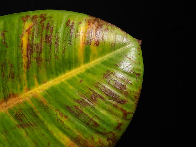 Ficus gomma o Ficus elastica una specie vegetale del genere Ficus della famiglia Mulberry Moraceae Grande foglia di ficus danneggiata closeup su sfondo nero Macchie e graffi marroni e gialli