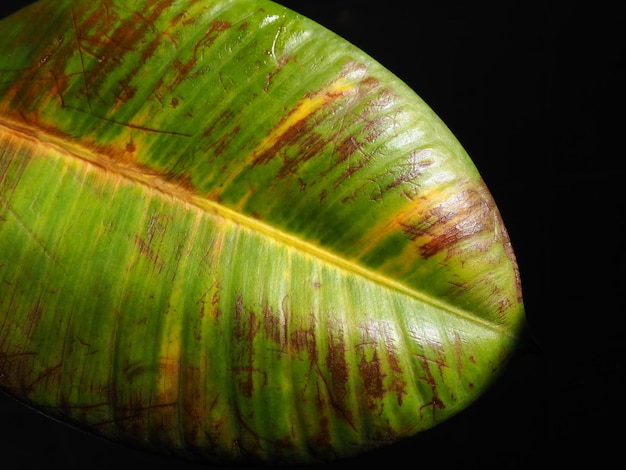 Ficus gomma o Ficus elastica una specie vegetale del genere Ficus della famiglia Mulberry Moraceae Grande foglia di ficus danneggiata closeup su sfondo nero Macchie e graffi marroni e gialli