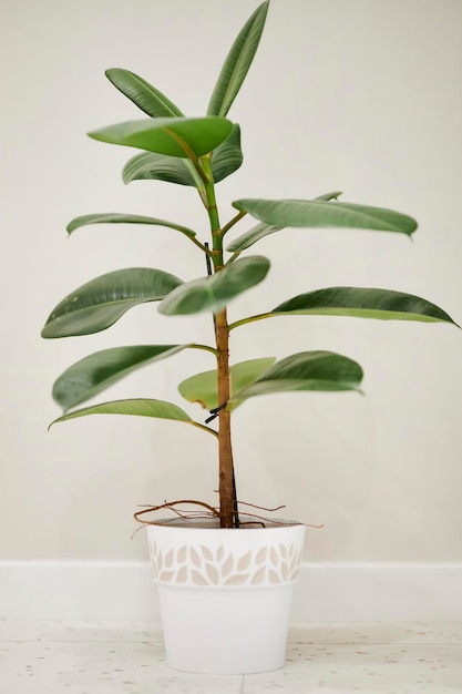 Ficus gommoso in un vaso bianco contro un muro bianco. Ficus elastico gommoso in vaso bianco.