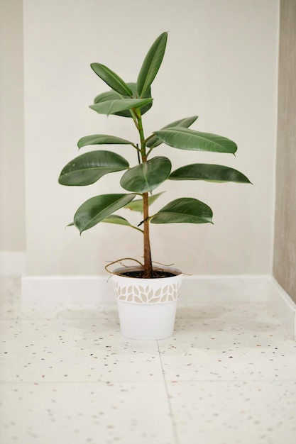 Ficus gommoso in un vaso bianco contro un muro bianco. Ficus elastico gommoso in vaso bianco.