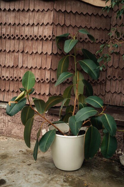 Ficus in vaso