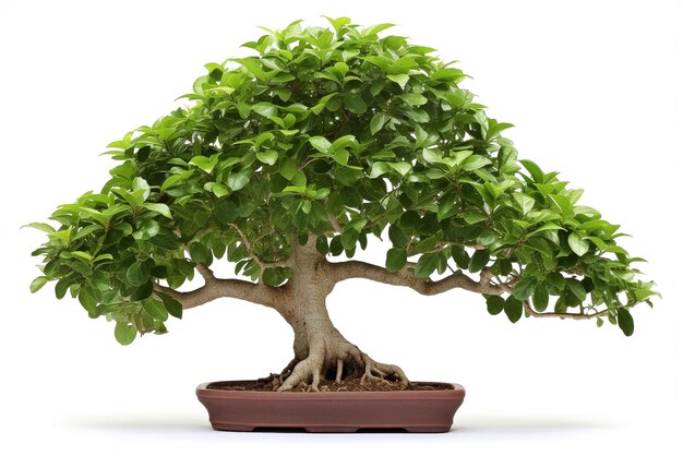 ficus isolato su sfondo bianco