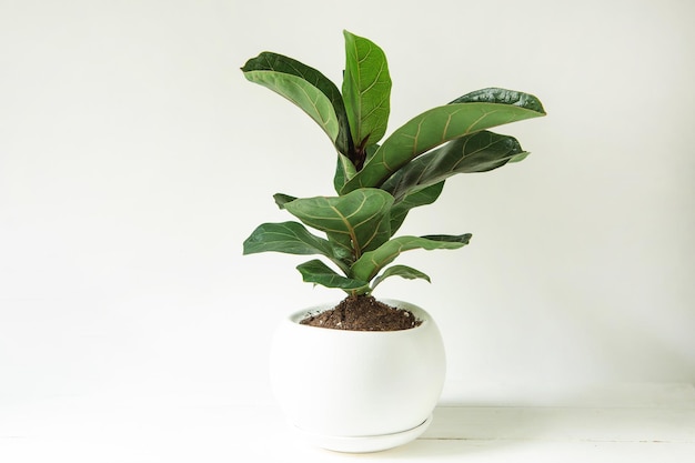 Ficus lirata bambino in una pentola su sfondo bianco Coltivazione di piante da appartamento in vaso cura e coltivazione di decorazioni per la casa verdi