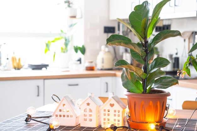 Ficus lirata in un vaso all'interno della casa in cucina illuminata da lampade a ghirlanda e miniatura del progetto di casa con chiavi Pianta in vaso in serra assicurazione immobiliare sull'affitto