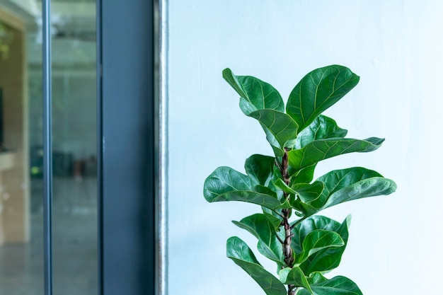 Ficus lyrata di legno ornamentale davanti alla stanza in stile moderno