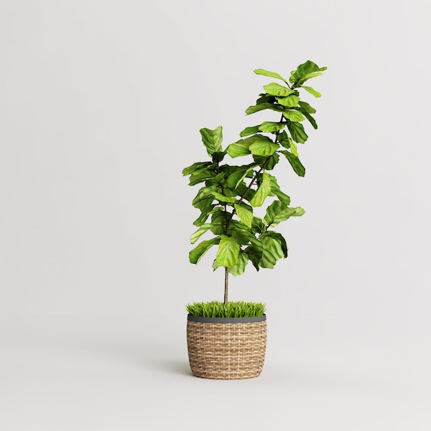 Ficus lyrata in vaso di bambù isolato su sfondo bianco