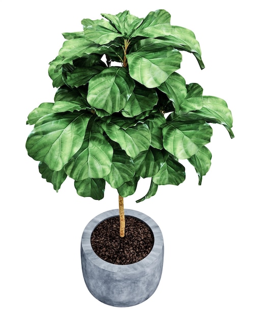 Ficus Lyrata isolato su sfondo