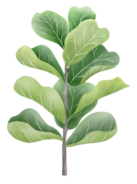 Ficus lyrata pianta stile acquerello