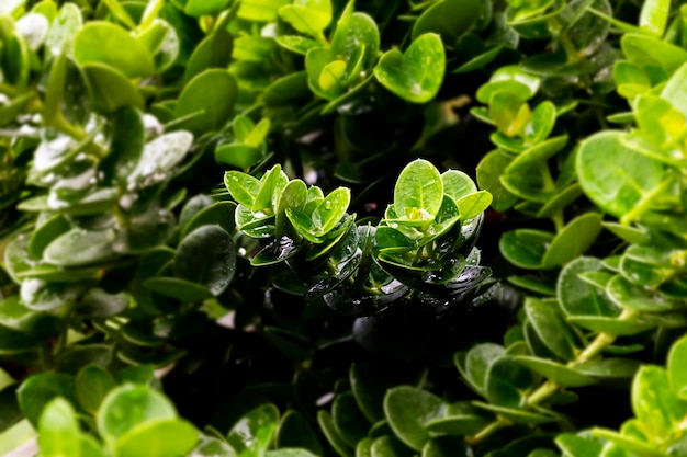 Ficus retusa lascia lo sfondo seleziona l'immagine del centro di messa a fuoco