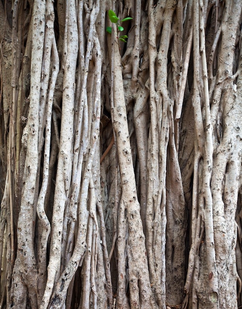 ficus sfondo pianta da vicino ...