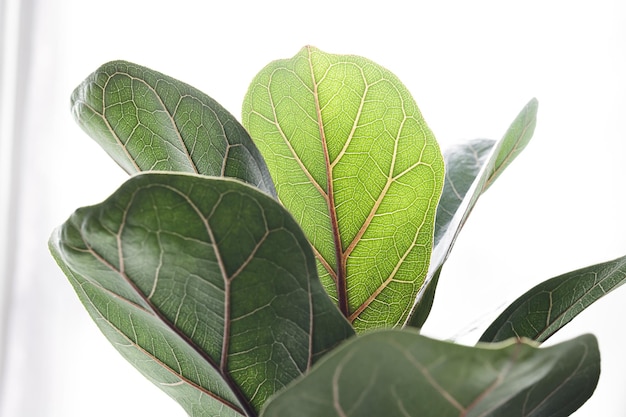 Fiddle Fig o Ficus Lyrata foglie verdi sul primo piano sfondo bianco