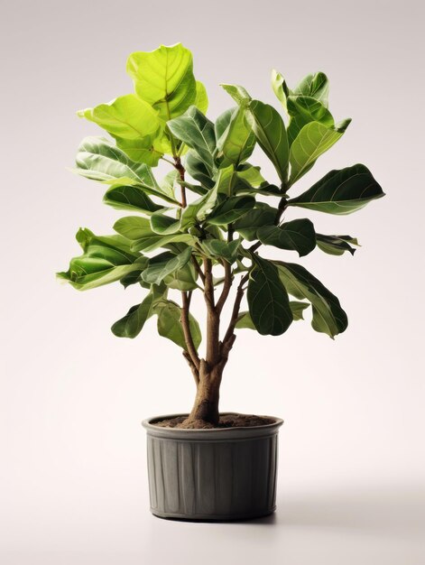 Fiddle Leaf Fig Ficus lyrata Studio Shot isolato su sfondo trasparente AI generativa