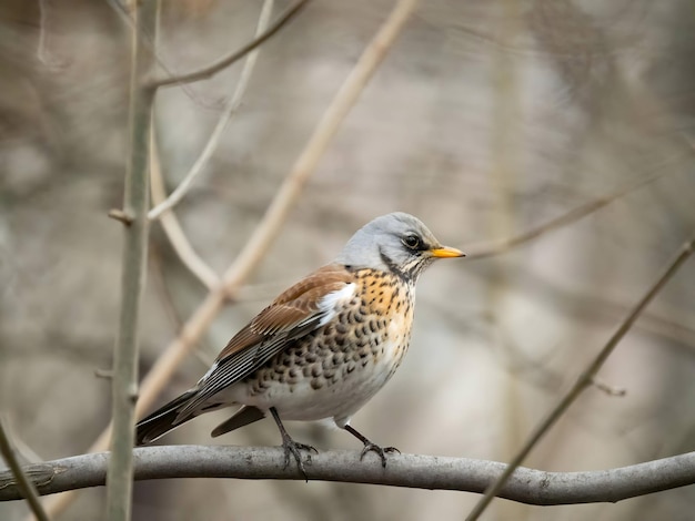 Fieldfare su uno sfondo sfocato del ramo