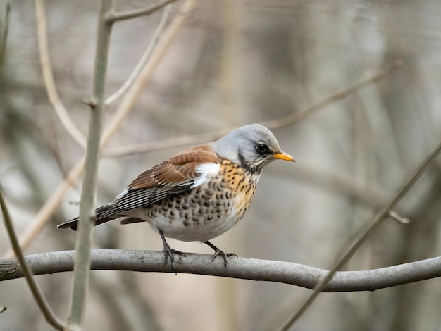 Fieldfare su uno sfondo sfocato del ramo