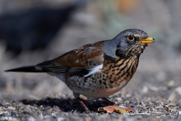 Fieldfare (Turdus pilaris)