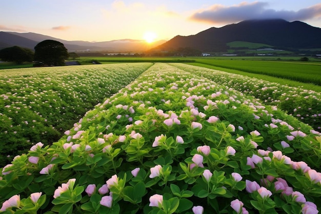 Fields of Fortune Clover foto