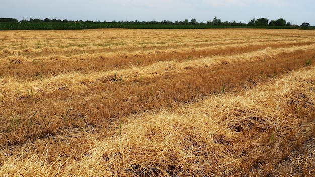 Fieno e torta dopo il grano Campo con resti secchi di colture di cereali Lavoro agricolo Serbia