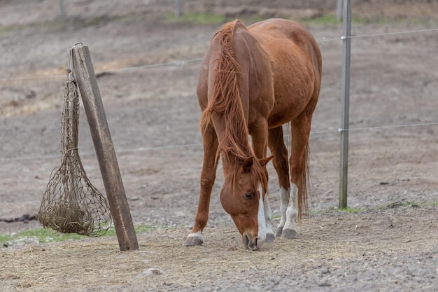 Fieno in una rete su un pascolo Foraggio secco per cavalli Ranch di cavalli Club sportivo equestre Alimentazione dei cavalli