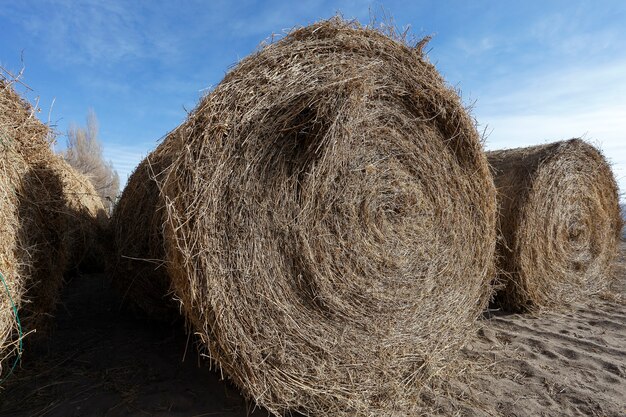 Fieno per bovini