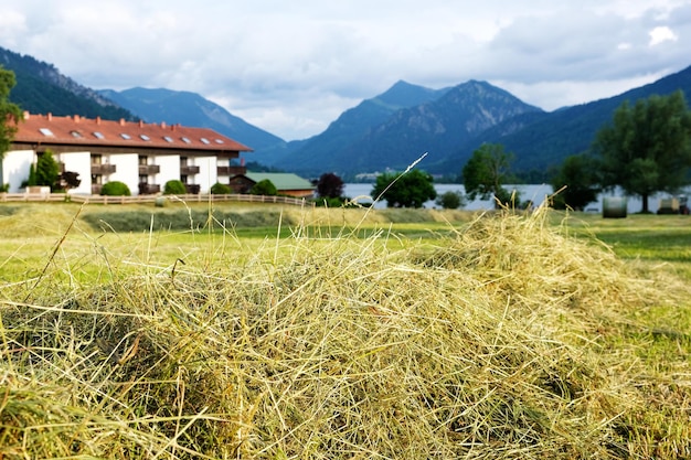 Fieno secco nel campo da vicino