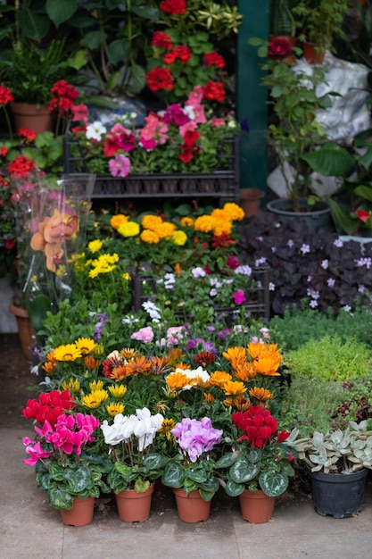 Fiera dei fiori a tbilisi bellissimi fiori e piante per la casa o il giardino estivo in georgia