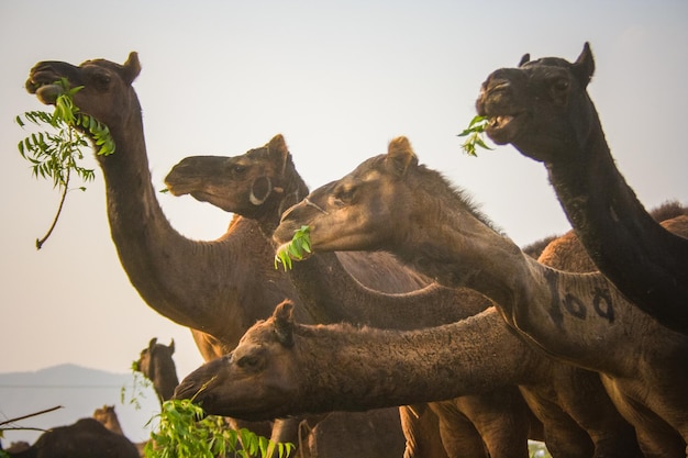 Fiera del bestiame a Pushkar Ajmer Rajasthan