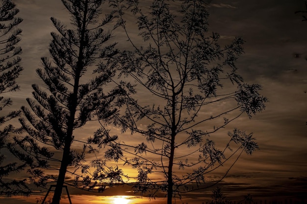 Fiery Sunset Sky Silhouette sempreverde Albero silhouette cielo arancione sullo sfondo