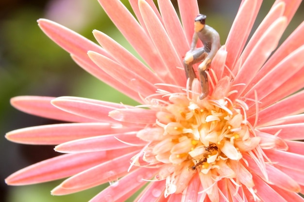 Figura in miniatura maschio seduto sul fiore fotografia macro