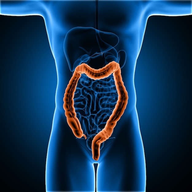 Figura medica maschio 3D con i due punti evidenziati