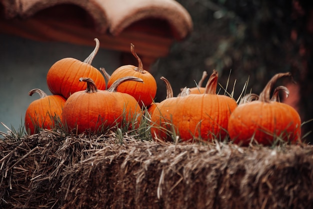 Fila autunnale di grandi zucche arancioni su balle di fieno alla vigilia di tutti i santi in ottobre Zucche autunnali per la preparazione di Halloween e il giorno del Ringraziamento al mercato cittadino